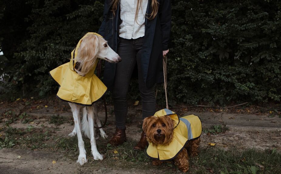 Co třeba vyvenčit známému psa?